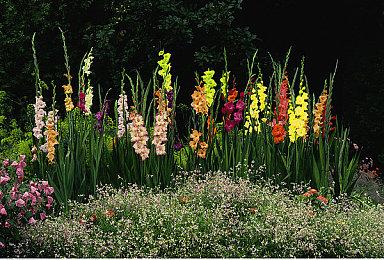 饭制《塞尔达：时之笛》PC版4月1日发布 任天堂震怒